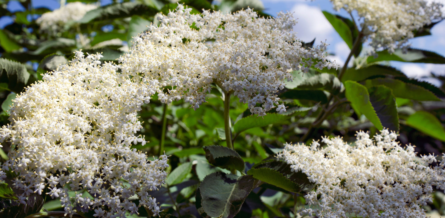 Elderflower - The leaves are typically dark green in color and have a distinctive smell when crushed. The elder tree produces clusters of fragrant, creamy-white flowers in flat-topped umbels, known as elderflowers. The flowers have a characteristic star-shaped appearance with five petals and a prominent yellow or orange center. 