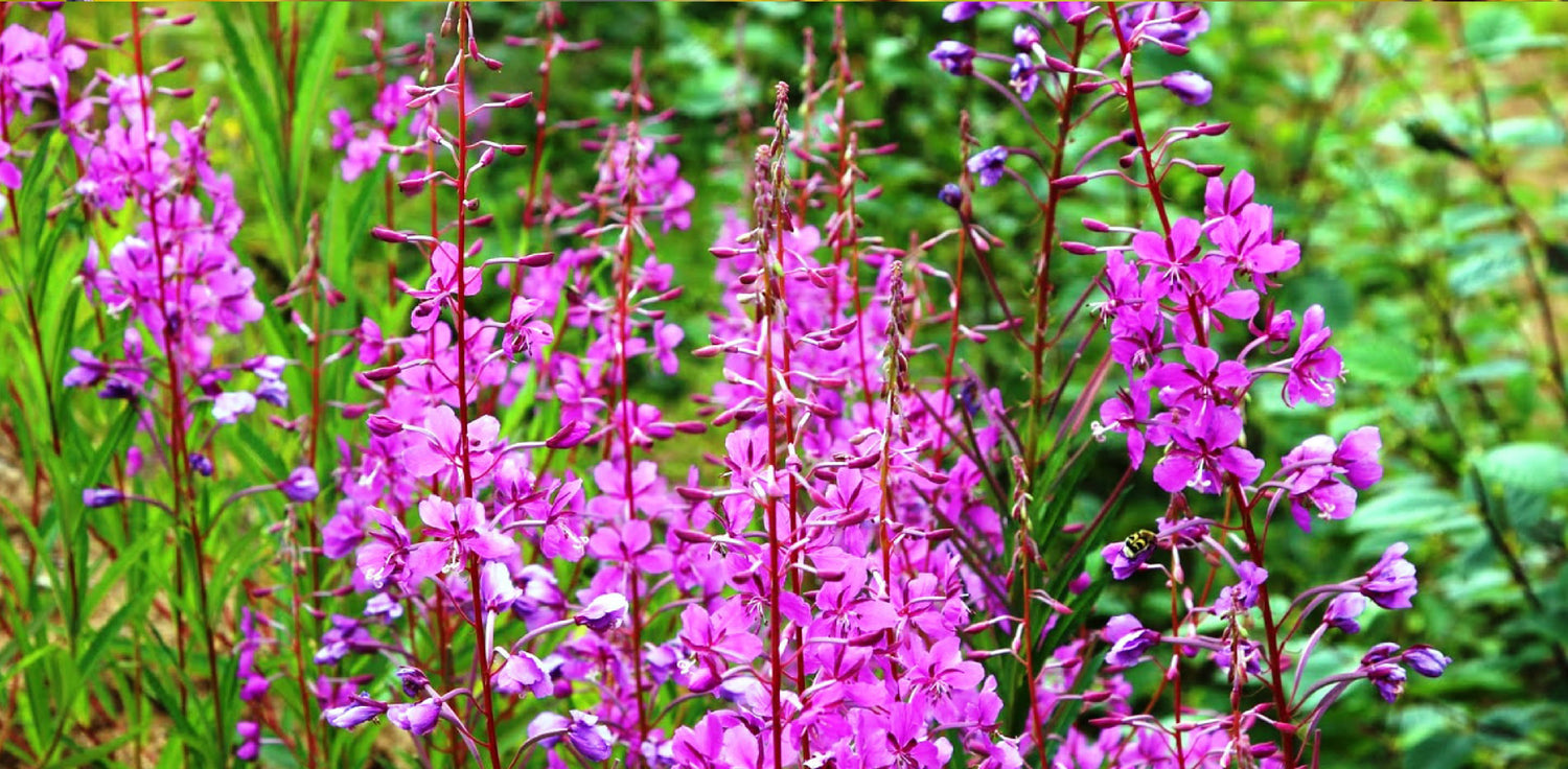 Willowherb plant - A photo of a willowherb plant, also known as fireweed or rosebay willowherb. It features tall, slender stalks with lance-shaped leaves that are arranged alternately along the stem. The leaves are typically dark green in color and may have serrated edges. The plant produces beautiful spikes of pink to purple flowers that are bell-shaped and have four petals. The flowers are arranged in dense clusters at the top of the stalks, creating a striking display.
