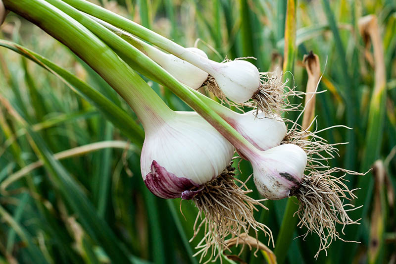 Garlic Plant - A photo of a garlic plant, typically featuring a bulbous underground structure with papery outer layers and multiple cloves attached to a central stalk. The stalk emerges from the bulb and produces long, slender leaves that are often folded or twisted. The leaves are typically green and may have a waxy appearance. The garlic plant may also produce a flower stalk with small, white or pink flowers that are arranged in a cluster or umbel. 