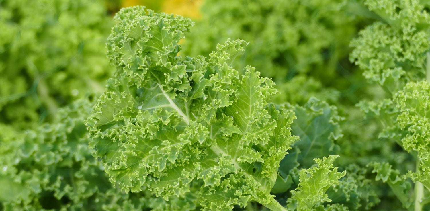 Kale - A photo of fresh kale leaves, a leafy green vegetable known for its curly or flat, textured leaves. The leaves are typically dark green in color, with a thick stem running through the center. The leaves may be arranged in a rosette or in loose bunches. 