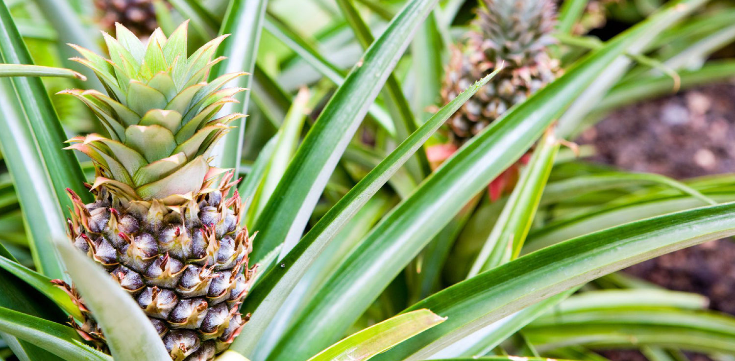 Pineapple plant - A photo of a pineapple plant in its natural habitat. The image shows a spiky, bromeliad-like plant with long, narrow leaves in a rosette formation, and a mature pineapple fruit emerging from the center of the plant. The pineapple fruit is composed of a cluster of hexagonal-shaped, spiky segments with a rough, brownish-yellow skin and a crown of spiky leaves on top.