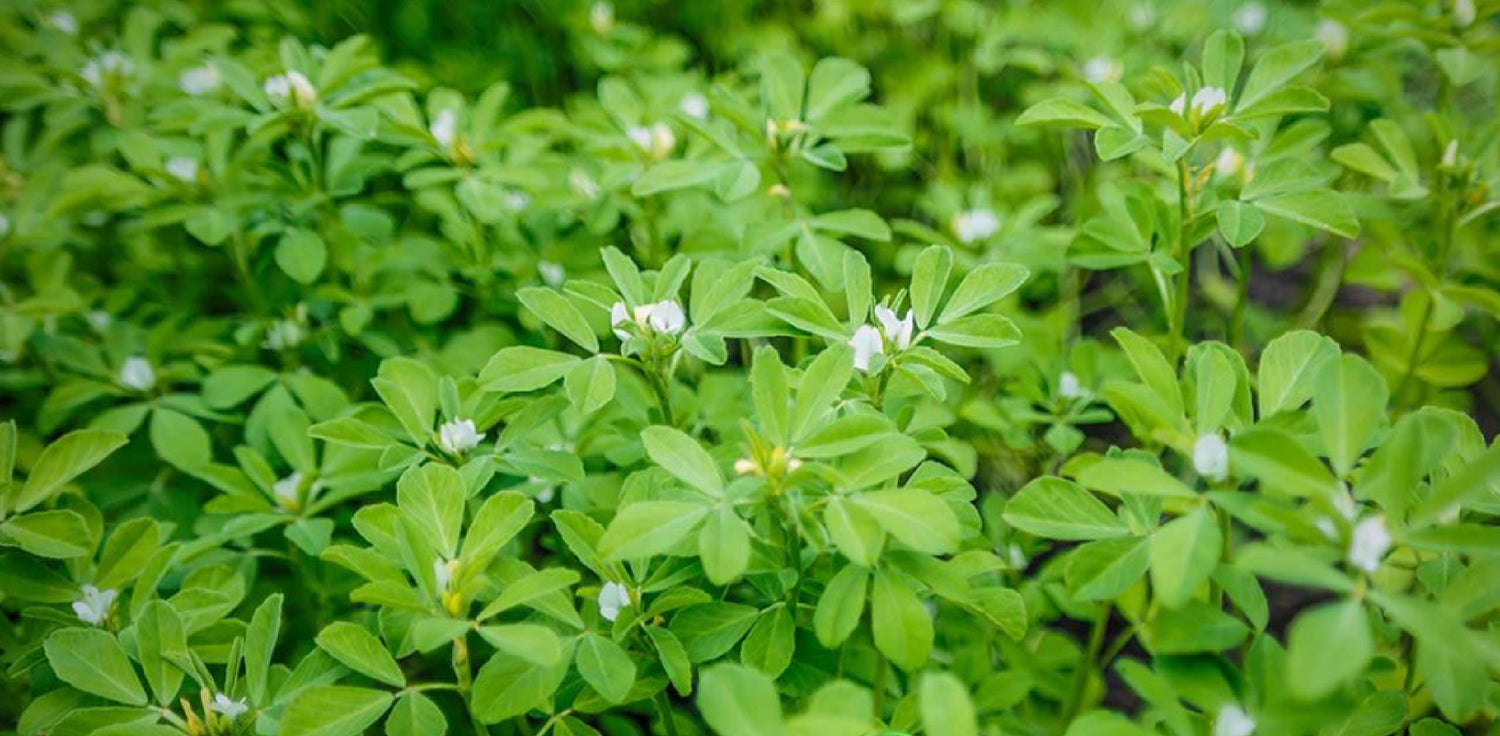 Fenugreek plant - A photo of a fenugreek (Trigonella foenum-graecum) plant. The plant features trifoliate leaves with oval-shaped leaflets that are usually green in color. The plant produces small, white to yellowish flowers that are arranged in clusters, and eventually develop into pods containing fenugreek seeds.