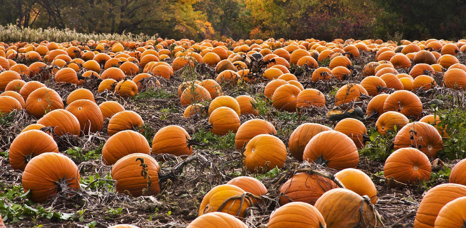 Pumpkins - A photo of ripe pumpkins. The pumpkins are typically round or oval-shaped with a thick, hard rind that may be orange, yellow, green, or other colors. The pumpkins may have a rough or smooth surface, and may have ridges or bumps. The pumpkins may be various sizes, from small to large, and may have a stem attached.  
