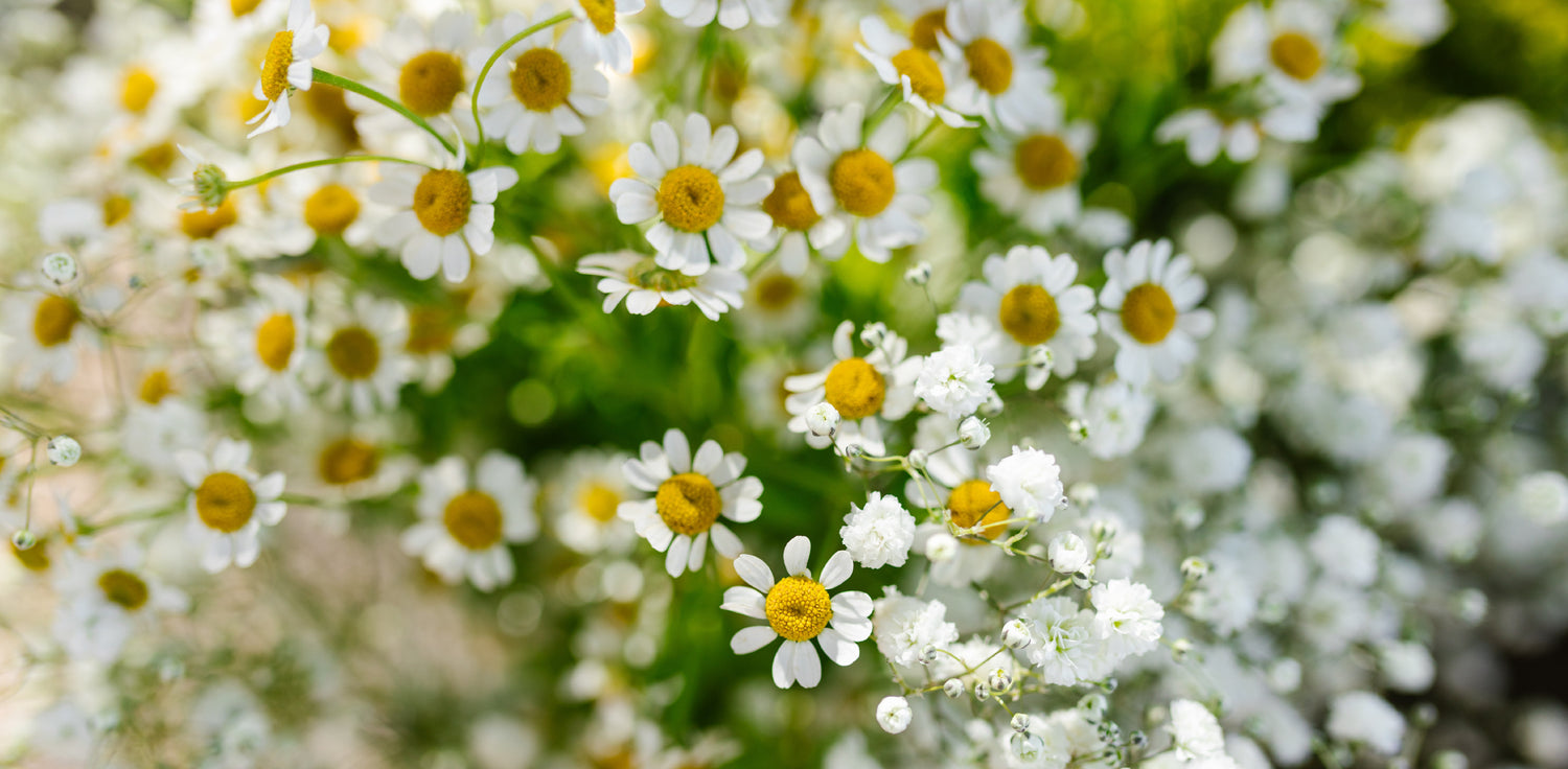 Feverfew plant - A photo of a feverfew (Tanacetum parthenium), a flowering plant in the daisy family. The plant features compound leaves with deeply lobed or toothed leaflets that are typically medium to dark green in color. The plant produces clusters of daisy-like flowers with white petals and a yellow center. 