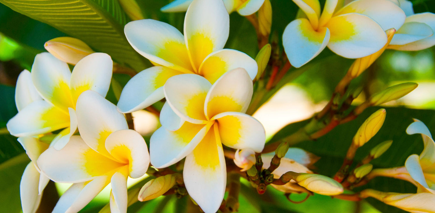 Frangipani plant - A photo of a frangipani plant, also known as Plumeria spp. The plant features a thick, succulent trunk with clusters of large, leathery leaves arranged in spiral fashion at the branch tips. The leaves are oval-shaped with prominent veins and have a glossy texture. The plant produces showy, fragrant flowers with five petals arranged in a funnel shape, typically in shades of white, yellow, pink, or red. 