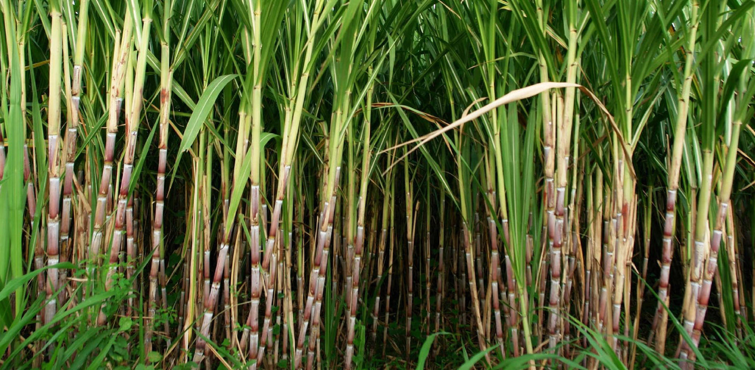 Sugar cane - A photo of tall, thick-stemmed grass-like plants known as sugar cane. The stems are usually green, with segments that have visible nodes and internodes. The leaves are long, narrow, and usually have a serrated edge. Sugar cane is a major source of sucrose, used for sugar production, and is typically grown in tropical and subtropical regions. The plants may be arranged in rows or fields, and can grow up to several meters in height.