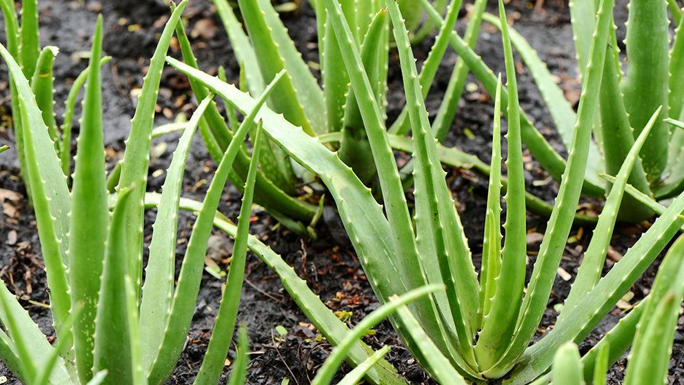 Aloe Vera Plant - A photo of an Aloe Vera plant, typically featuring thick, succulent leaves arranged in a rosette pattern. The leaves are usually fleshy, lance-shaped, and have serrated edges. The color of the leaves may vary depending on the species and growing conditions, but they are often green or grayish-green. The plant may also produce tall, slender flower stalks with tubular flowers in shades of yellow, orange, or red.