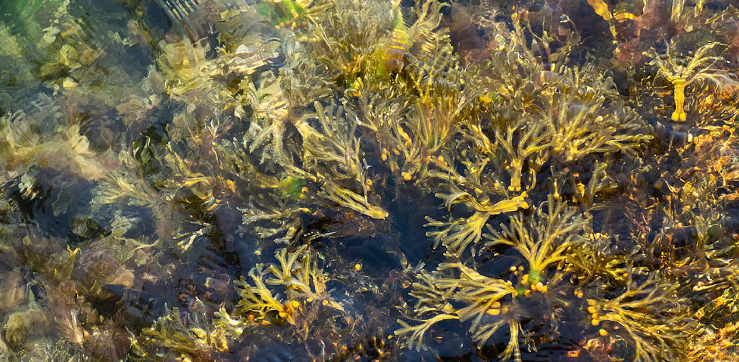 Bladderwrack - A photo of bladderwrack (Fucus vesiculosus), a type of brown seaweed commonly found along rocky shorelines. The plant features long, strap-like fronds with air-filled bladders, or vesicles, that help it float in water. The fronds are olive-brown in color and have a branched appearance.