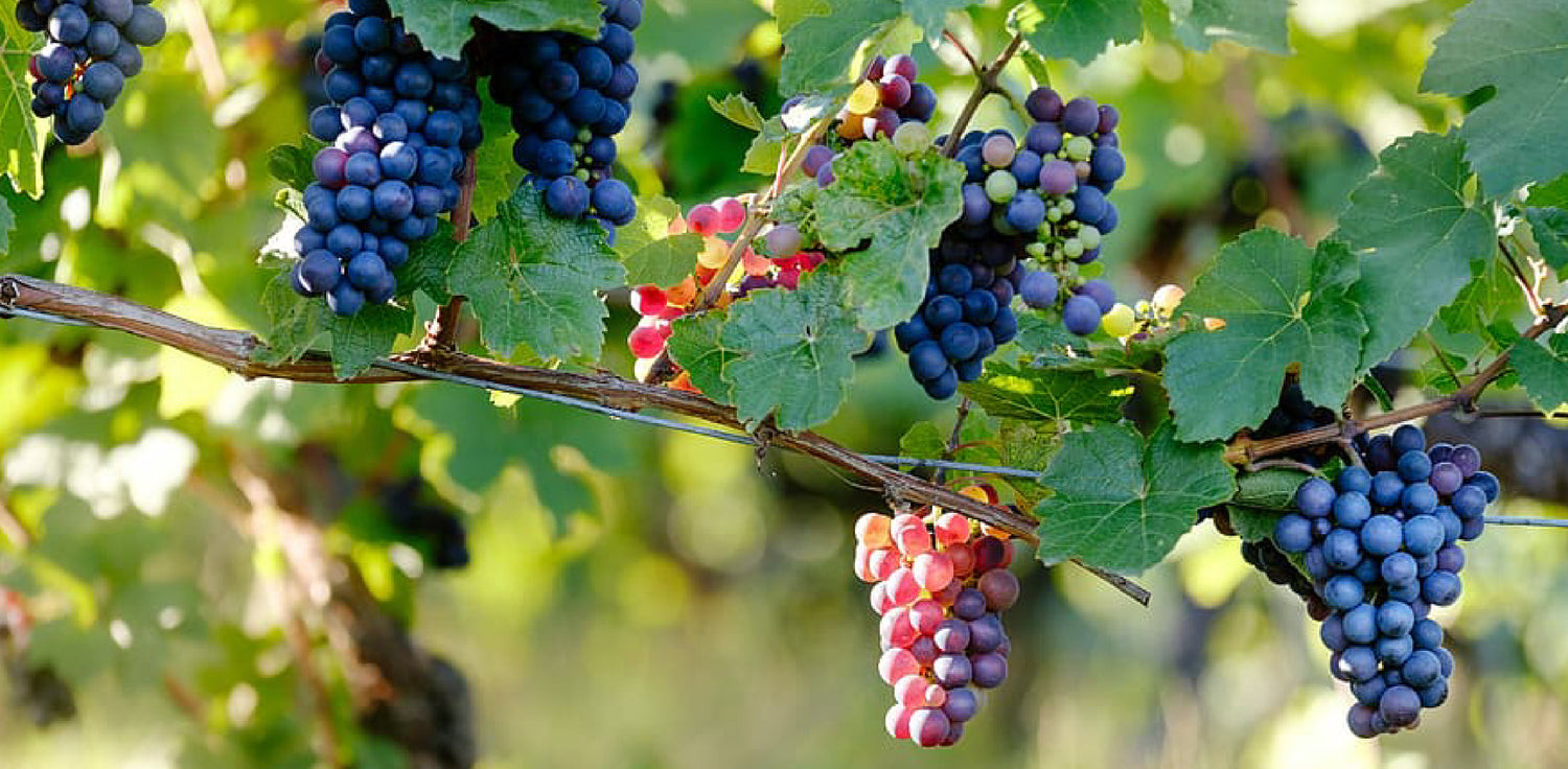 Grape plant - A deciduous climbing vine with thick, woody stems and tendrils. The leaves are large and lobed, with a serrated edge, and can vary in color. The plant may feature lush green leaves during the growing season and may change to shades of yellow, orange, or red in the fall. The vine is trained along a support structure, such as a trellis or pergola, and may have clusters of grapes in various stages of growth, ranging from small green berries to ripe purple or green grapes.