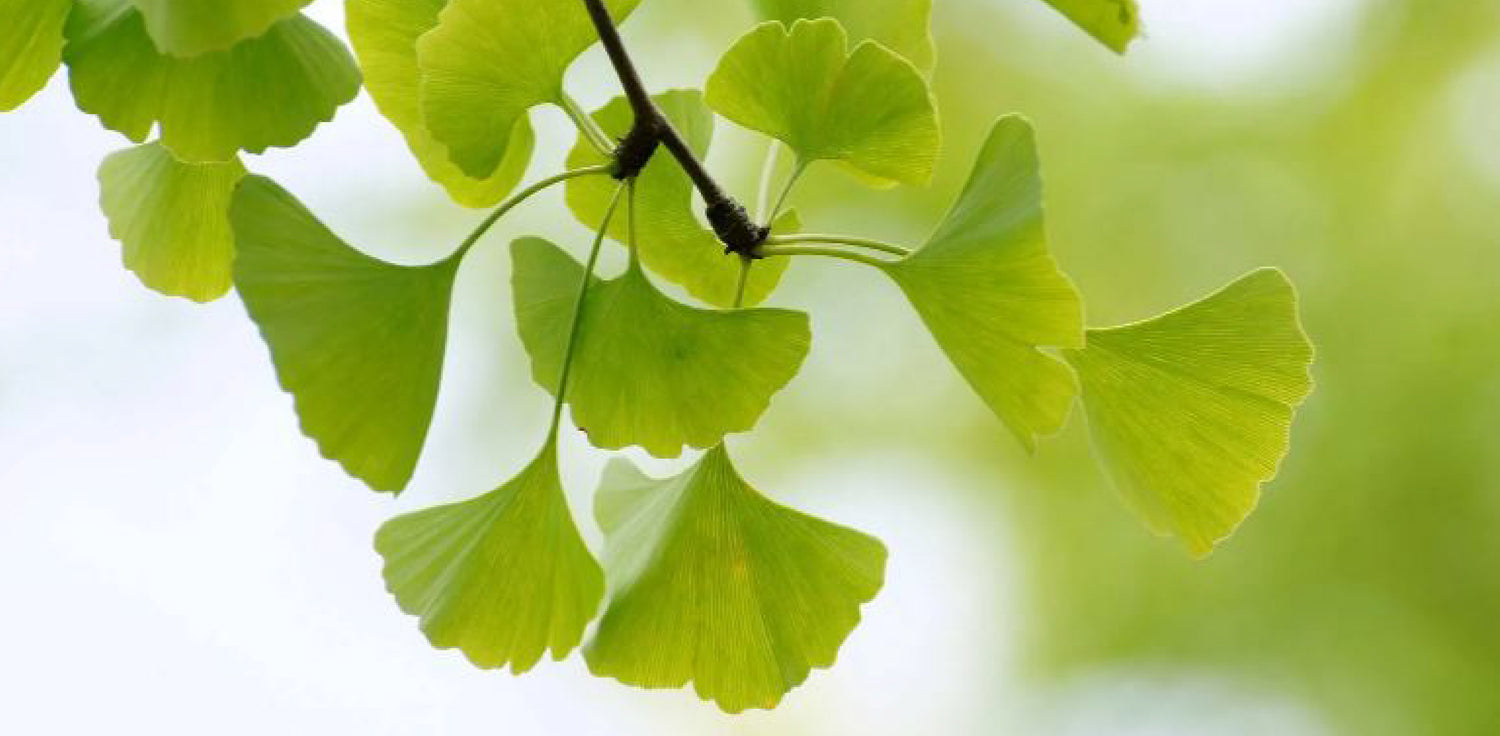 Ginkgo biloba tree - A photo of a mature Ginkgo biloba tree, also known as the maidenhair tree. The tree features unique fan-shaped leaves with distinct parallel veins that radiate from a central point. The leaves are typically green in color during the growing season and turn golden yellow in the fall. The Ginkgo biloba tree has a distinctive, upright form with a tall trunk that is often deeply furrowed.