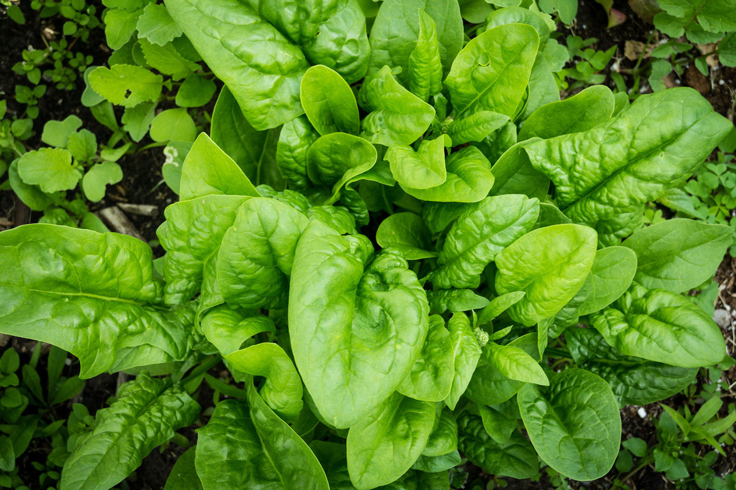 Spinach - A photo of spinach leaves growing in a garden bed. The photo shows the deep green, broad, and slightly crinkled leaves of spinach. The leaves are arranged in a rosette shape and have long petioles that extend from the central stem. The soil in the garden bed is dark and rich, with visible water droplets on the leaves indicating recent watering.