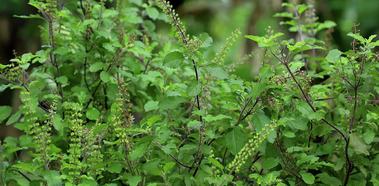 Holy Basil - A photo of a holy basil plant, also known as Tulsi, a sacred herb in Hindu culture with culinary and medicinal uses. The plant features aromatic, toothed leaves that are typically green or purple in color, depending on the cultivar. The leaves are often oval or elliptical in shape and have a strong, sweet, and spicy fragrance.