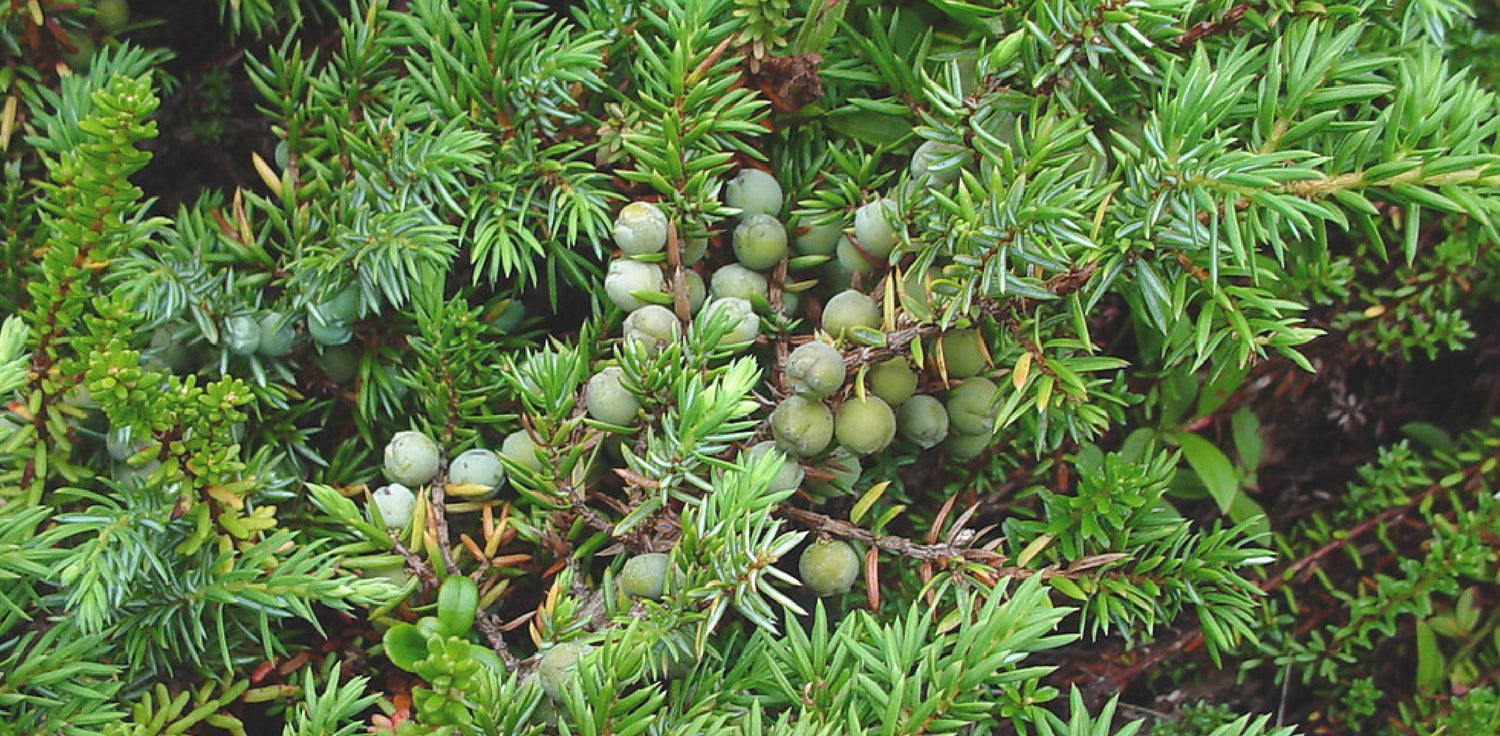 Juniper plant - A photo of a juniper plant, which is a type of evergreen shrub or tree in the genus Juniperus. The plant has needle-like leaves that are typically green or bluish-green in color, arranged in whorls or opposite pairs along the branches. Some juniper species may also have scale-like leaves. The plant produces small, cone-like fruits known as juniper berries, which are usually green when young and mature to a blue-black or purple color. 