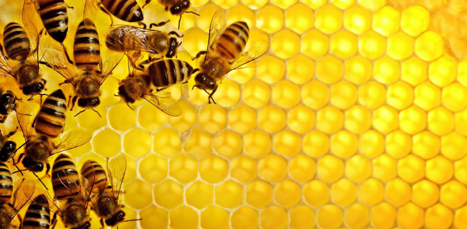 Honeycomb - A photo of a honeycomb, a structure made of beeswax by honeybees to store their honey and raise their brood. Honeycomb is composed of hexagonal cells arranged in a repeating pattern, which provides efficient storage and use of space. The cells are used to store honey, pollen, and bee larvae, and are created by bees through a process of wax secretion and shaping with their mandibles. 