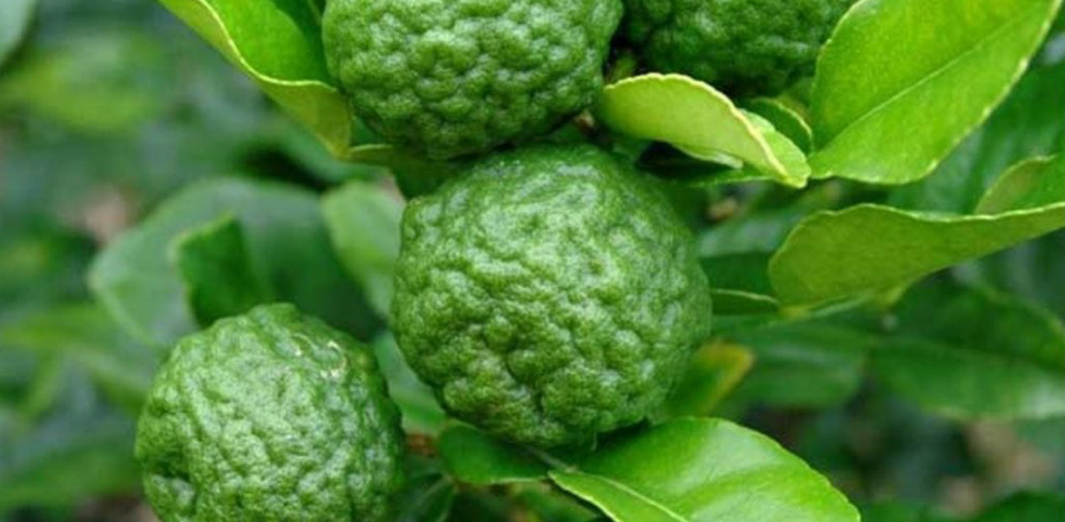 Kaffir lime tree - A photo of the Kaffir lime tree (Citrus hystrix), a small tropical evergreen tree with glossy, dark green leaves that are divided into two distinct lobes. The tree has a thorny trunk and branches, and it produces fragrant white flowers with five petals. The fruit of the Kaffir lime is small and wrinkled, with a thick rind that is green when unripe and yellow when mature.