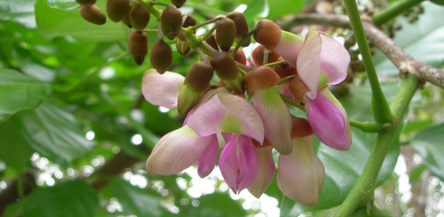 Karanja tree - A close-up photo of the flowers of a Karanja tree (Pongamia pinnata). The flowers are small and clustered, typically white or pinkish in color, and have a distinct shape with five petals and a central yellow or reddish-brown eye. The flowers are fragrant and attract pollinators.