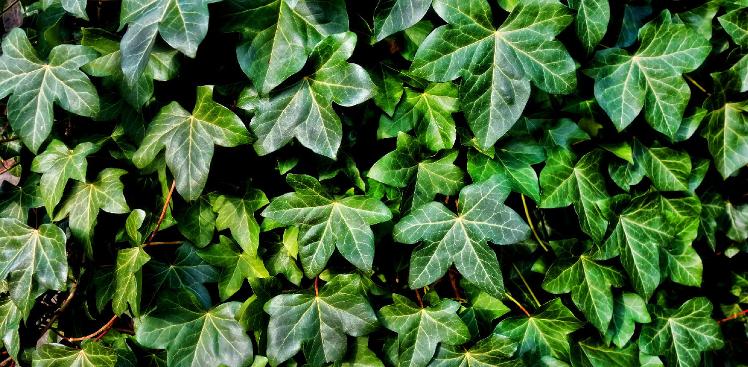 Ivy plant - A photo of an ivy plant, a climbing evergreen vine known for its lush foliage and ability to attach to surfaces using aerial roots. The plant features heart-shaped leaves that are typically dark green, but can vary in color depending on the species and growing conditions. The leaves are often glossy and have prominent veins. Ivy plants can climb walls, trees, or other structures, and may also spread along the ground as a ground cover. 