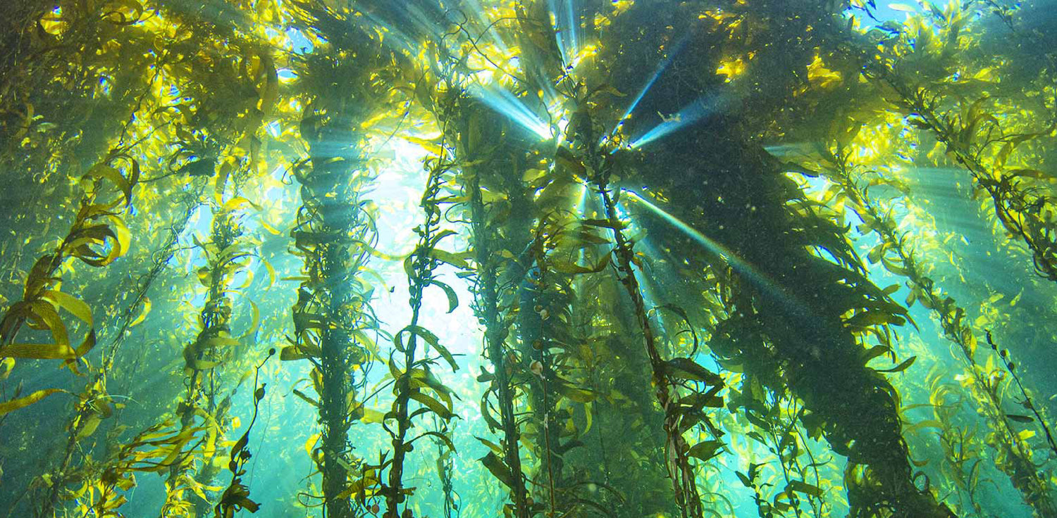 Kelp - A photo of kelp, a type of large brown seaweed that is commonly found in underwater forests along rocky coastlines. Kelp has long, ribbon-like fronds that can grow up to several meters in length, with air-filled bladders or floats that help keep the fronds buoyant near the surface of the water. The fronds of kelp are typically brown or olive-green in color and have a leaf-like appearance. 
