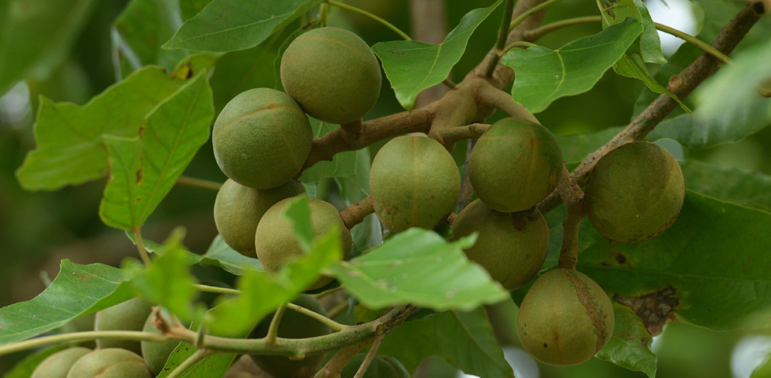 Kukui nut tree - A photo of a kukui nut tree, also known as candlenut tree. The image shows a large deciduous tree with a straight trunk, rough gray bark, and large, glossy, green leaves. The leaves are pinnately compound with 5 to 9 leaflets. The tree bears clusters of fragrant white flowers that are followed by round, hard-shelled nuts with a light brown color. 
