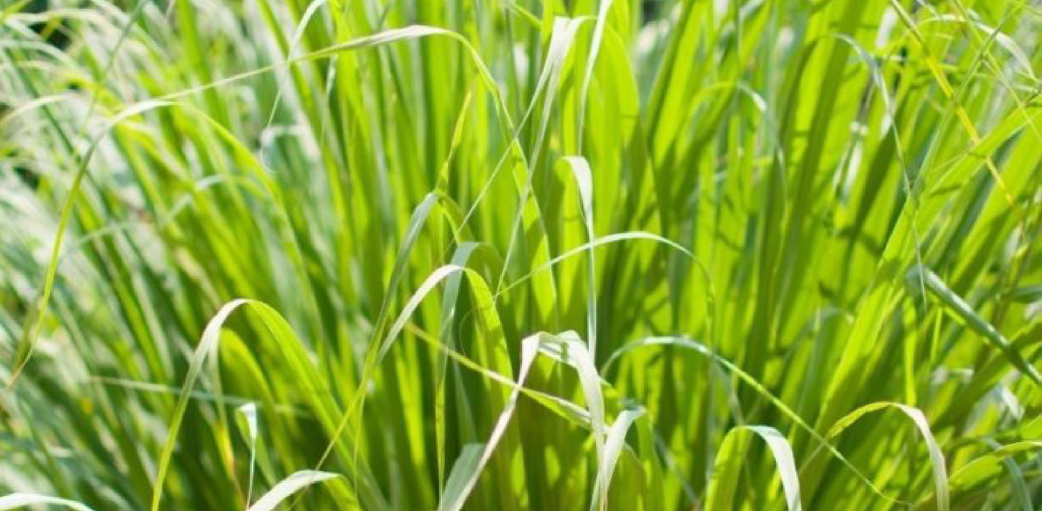 Lemongrass plant - A photo of a lemongrass plant, a tall perennial grass known for its lemony aroma and culinary uses. The plant features long, slender, and grass-like leaves that are green in color and have a strong citrus scent when crushed. The leaves grow in clumps or tufts and can reach up to several feet in height. The plant has a sturdy, fibrous stalk that is pale green to pale yellow in color and can be harvested for various uses.