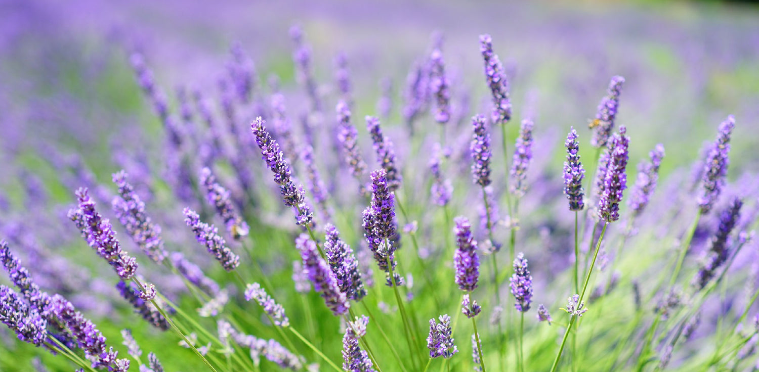 Lavender plant - A photo of a lavender plant in bloom. The image shows a close-up of the fragrant lavender flowers, which are purple in color and arranged in spikes on long stems. The plant has slender, grayish-green leaves that are opposite and lanceolate in shape.