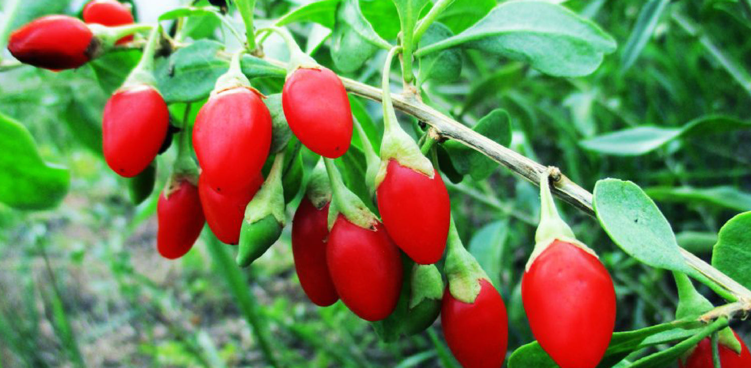 Goji berry plant - A photo of a Goji berry plant, also known as wolfberry. It is a deciduous shrub with a bushy appearance, featuring elliptical-shaped leaves and clusters of small, trumpet-shaped flowers that are usually purple or light lavender in color. The plant produces bright red or orange berries that are oblong or cylindrical in shape.