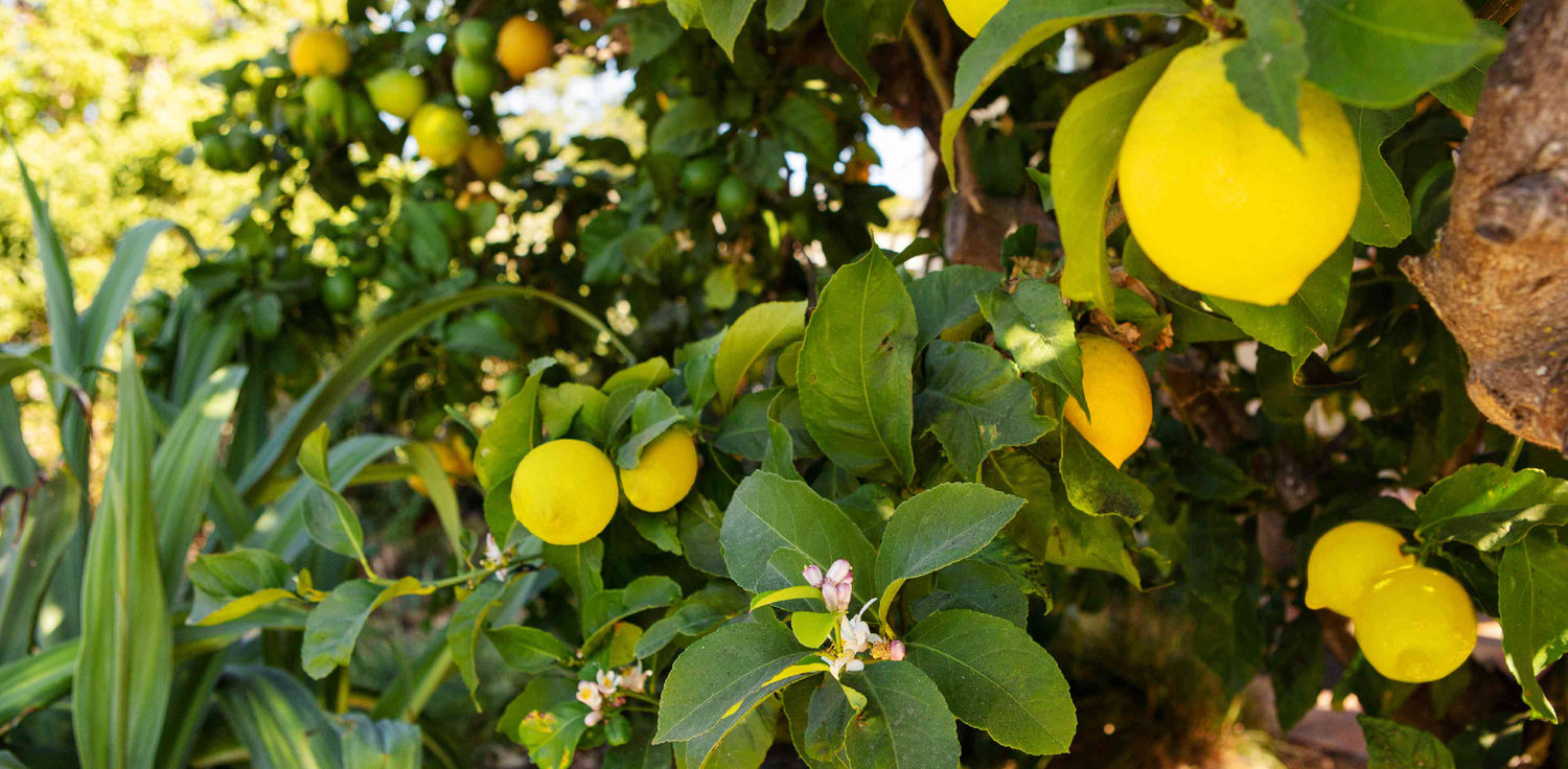 Lemon Tree - A close-up photo of lemons growing on a lemon tree. The image shows bright yellow citrus fruits of various sizes attached to branches with dark green leaves. The lemons are smooth and round, with a textured peel and a vibrant yellow color. They are hanging from the branches, with some fruits partially obscured by leaves. 