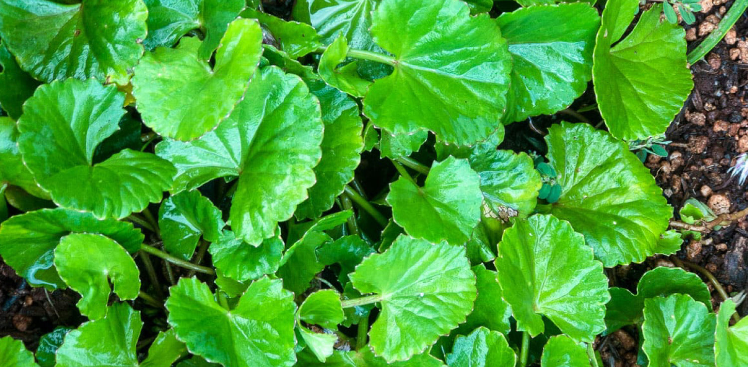 Gotu kola plant - A photo of a gotu kola plant, also known as Centella asiatica. The image shows a low-growing perennial herb with small, round leaves that are green and glossy. The leaves are held on long stalks and are arranged in a radial pattern around the center of the plant. The gotu kola plant has a creeping habit, with runners that spread along the ground.