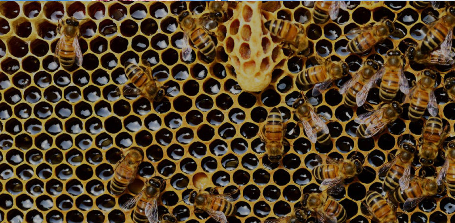 Manuka honey hive - A photo of a beehive used for producing Manuka honey. Manuka honey is a type of honey that is derived from the nectar of the Manuka tree (Leptospermum scoparium), which is native to New Zealand. Honeycomb is an intricate and organized pattern of hexagonal cells that are connected to each other and form a series of chambers. 
