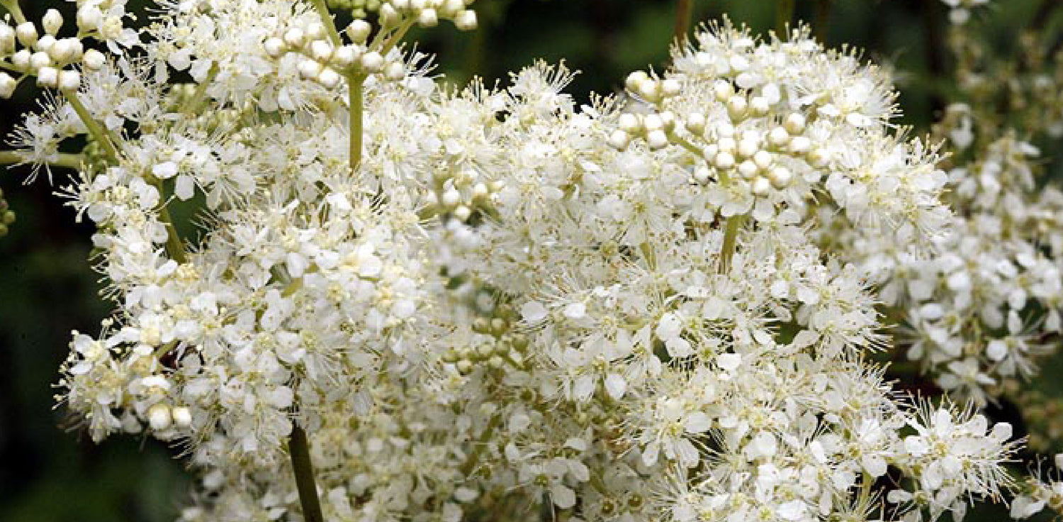 Filipendula ulmaria plant - A photo of a Filipendula ulmaria plant, also known as meadowsweet. It features a tall perennial herb with clusters of fluffy, creamy-white flowers that bloom in summer. The flowers are made up of many small, five-petaled flowers arranged in a corymb shape at the top of long, slender stems. The leaves are pinnately compound with serrated edges and a fern-like appearance, with a deep green color.