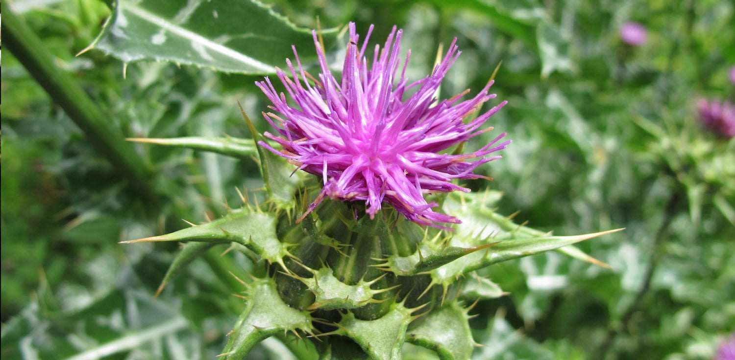 Milk thistle plant - A photo of a milk thistle plant, It features a tall, spiky plant with large, lobed leaves that are marbled with white veins, giving them a distinctive appearance. The leaves are spiny and have a serrated edge. The plant produces purple or pink flowers that are round and globular in shape, with spiky bracts surrounding the base. The flowers are followed by spiky fruits containing small, dark brown seeds.