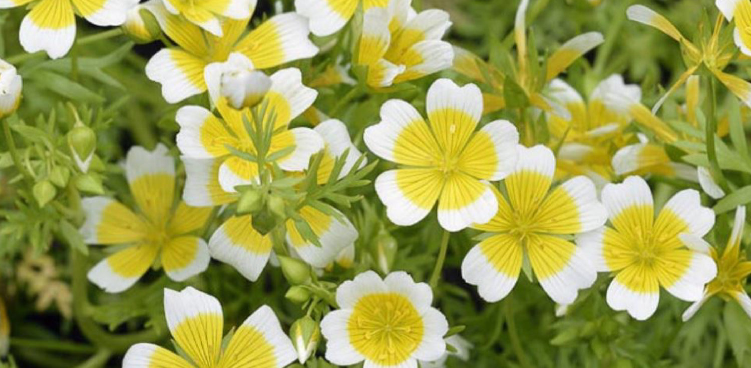 Meadowfoam plant - A photo of a meadowfoam plant, scientifically known as Limnanthes alba. The image shows a close-up of a blooming meadowfoam plant with white or pale yellow flowers. The plant has round or oval leaves with serrated edges, and the flowers have five petals arranged in a symmetrical pattern. 