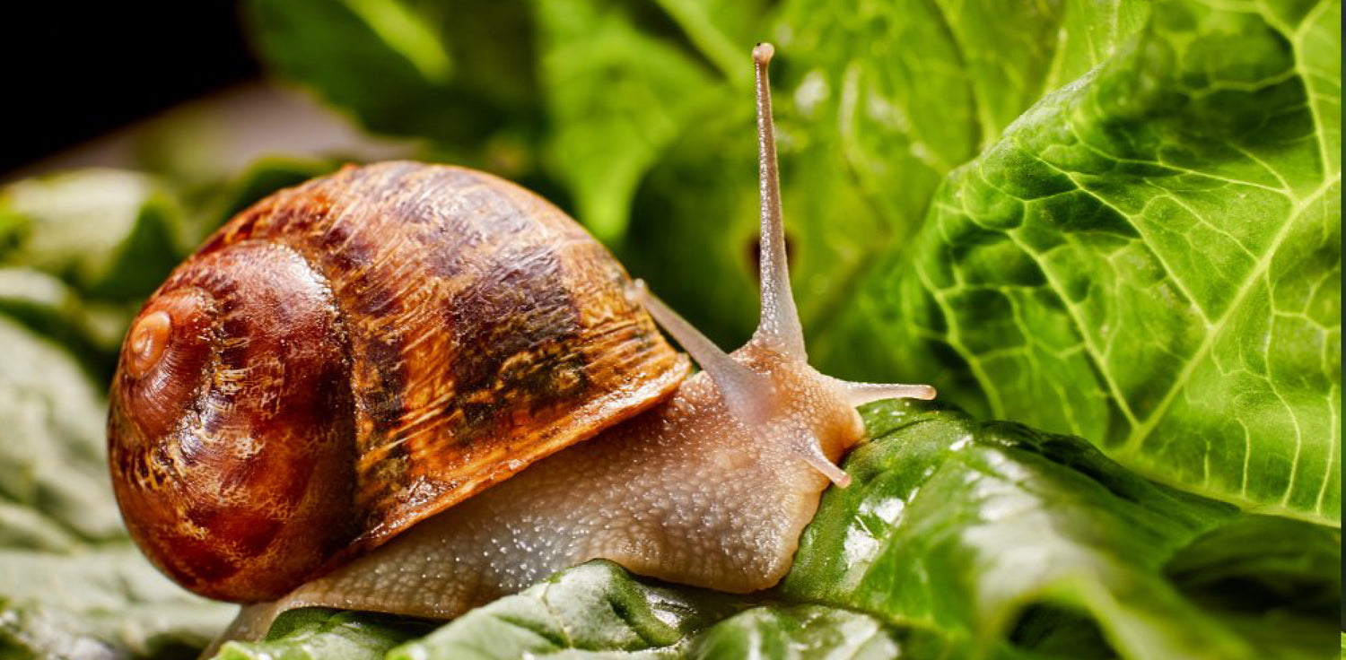 Snail on a leaf - A photo of a snail crawling on a green leaf. The snail has a coiled shell and a soft, slimy body. It is moving slowly across the surface of the leaf, leaving behind a trail of mucus. The leaf is vibrant green with visible veins and a smooth surface. The snail is a common gastropod mollusk known for its slow and deliberate movement, and it is often found in gardens, forests, and other moist environments