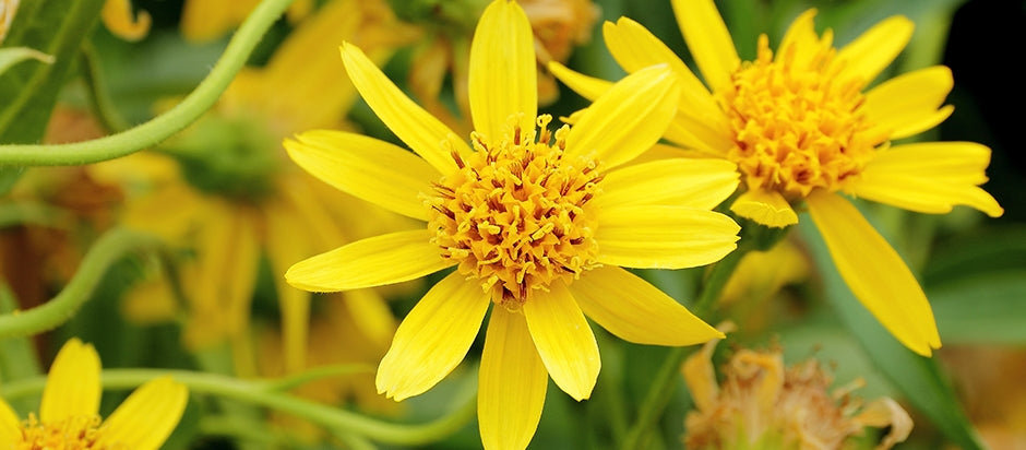 Arnica - A photo of Arnica, a perennial herbaceous plant with yellow flowers native to Europe and found in temperate regions. The photo shows a close-up of a yellow flower with multiple petals and a dark central disk surrounded by green leaves. The stem is hairy and upright, and the plant typically grows up to 60cm in height.