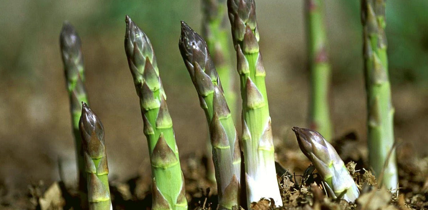 Asparagus - A photo of a bundle of fresh asparagus spears, a type of edible perennial vegetable. The spears are typically long, slender, and have a vibrant green color. They may have closed or partially opened tips, and may be arranged in a tight bundle or loosely spread out. Asparagus is often harvested for its tender shoots