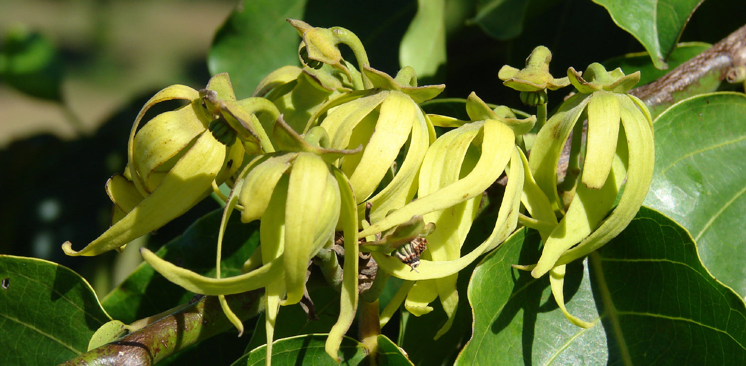 Cananga odorata tree - A photo of a Cananga odorata tree, commonly known as the ylang-ylang tree. It features a tall, evergreen tree with a straight trunk and a dense, round canopy. The leaves are large, glossy, and dark green in color, arranged in an alternate pattern on the branches. The tree bears highly fragrant, pendulous flowers that are yellow to yellow-green in color, with six petal-like segments arranged in a star shape. 