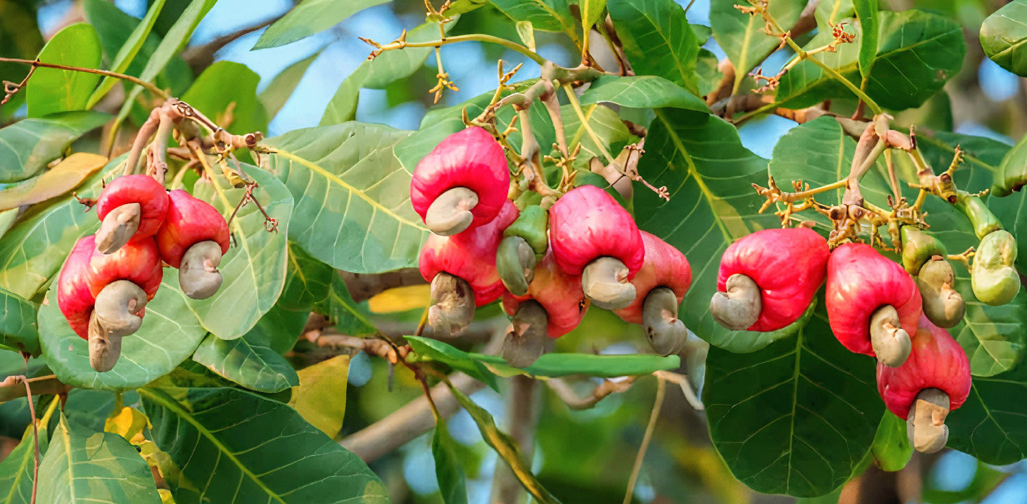 Cashew tree - A photo of a cashew tree with cashew nuts growing on it. The image shows a medium-sized tree with large, glossy leaves and pinkish flowers. The cashew nuts are attached to the bottom of the cashew apple, a fleshy, pear-shaped fruit that grows at the end of the cashew tree branches. The cashew nuts are kidney-shaped and have a hard shell, which contains the cashew seed or kernel that is used as a culinary ingredient. 