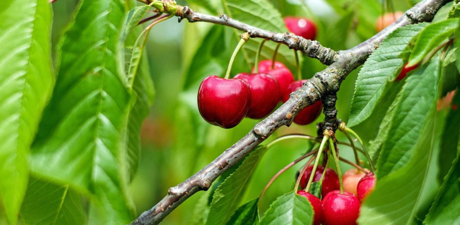 Cherry tree - A close-up photo of ripe cherries growing on a cherry tree. The image shows clusters of bright red or dark purple cherries with green stems and leaves in the background. Cherries are small, round stone fruits that are usually red or dark purple when ripe