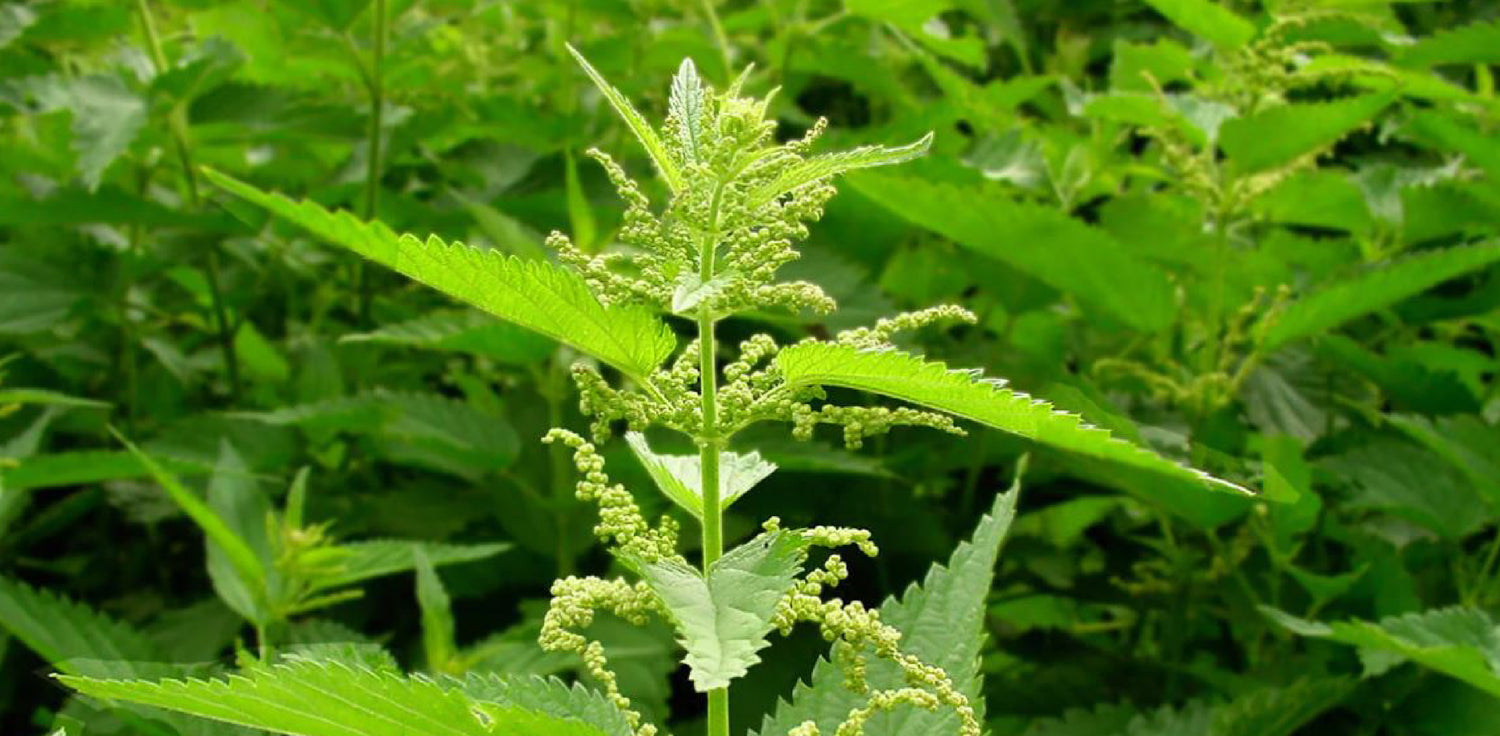 Urtica dioica plant - A photo of Urtica dioica, also known as stinging nettle. It features a perennial herbaceous plant with opposite, serrated leaves that are dark green in color and covered with stinging hairs. The plant produces small greenish flowers in clusters and has a fibrous root system.