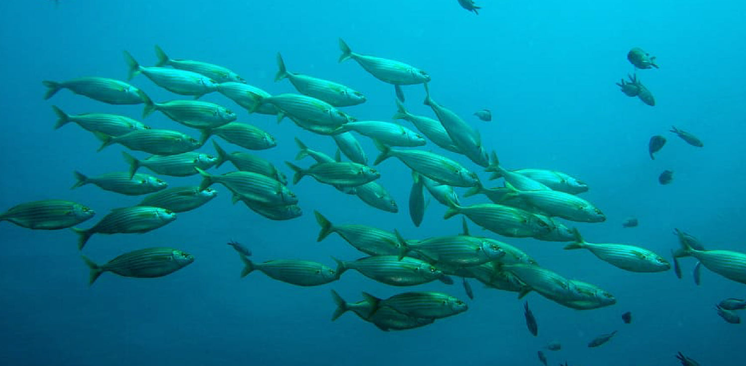 fish swimming - A photo of fish swimming in clear water. The fish are characterized by their sleek bodies, streamlined shapes, and vibrant colors. They are swimming in a group, with some fish near the surface of the water and others deeper down. The image conveys the concept of omega 3 fatty acids, which are essential nutrients found in fish known for their health benefits