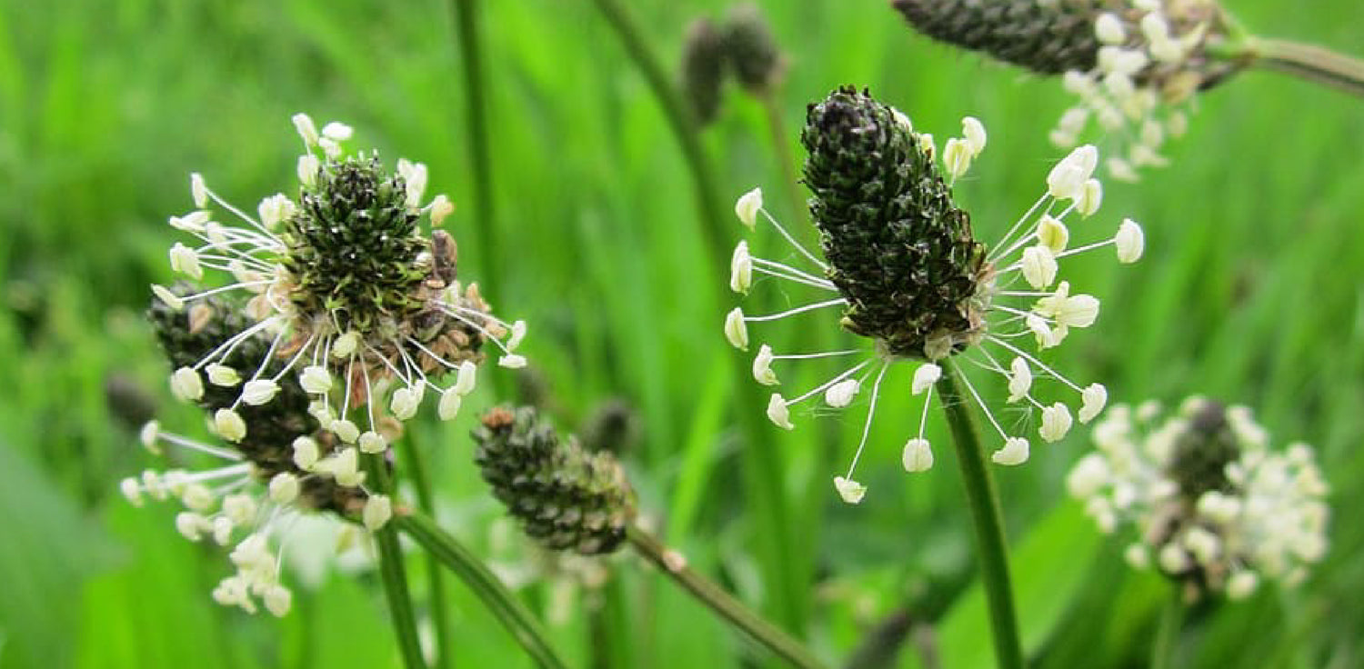 Plantago lanceolata plant - A photo of a Plantago lanceolata, commonly known as ribwort plantain or narrowleaf plantain. It features a low-growing, perennial herbaceous plant with lance-shaped leaves arranged in a basal rosette. The leaves have prominent parallel veins and are typically green with ribbed edges. The plant produces slender spikes of small, inconspicuous flowers on long stalks.