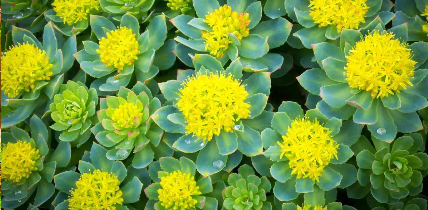 Rhodiola rosea plant - A photo of a Rhodiola rosea plant, commonly known as golden root or roseroot. It is a perennial flowering plant that typically grows to be around 10-20 cm in height. The leaves are succulent and fleshy, typically arranged in a basal rosette, and are typically oval-shaped with slightly toothed edges. The plant produces small, yellow to greenish-yellow flowers that are typically arranged in clusters at the top of the stem. 