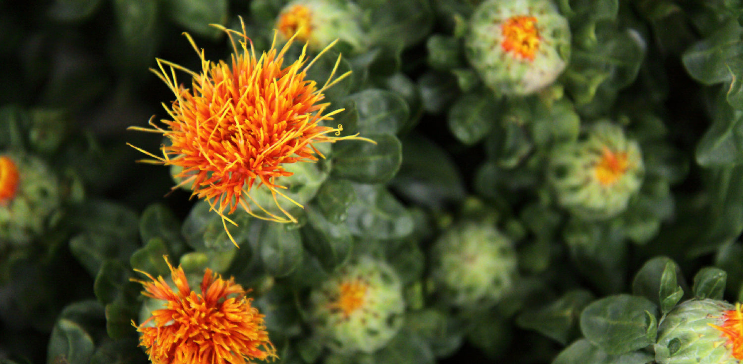 Safflower - A photo of safflower, a flowering plant that is commonly cultivated for its oil-rich seeds. It features bright yellow to orange-red flowers with long, slender petals arranged in a composite flower head. The flowers can be solitary or clustered, and the plant typically has a straight, branching stem covered with narrow, lance-shaped leaves that are usually thorny along the margins. 
