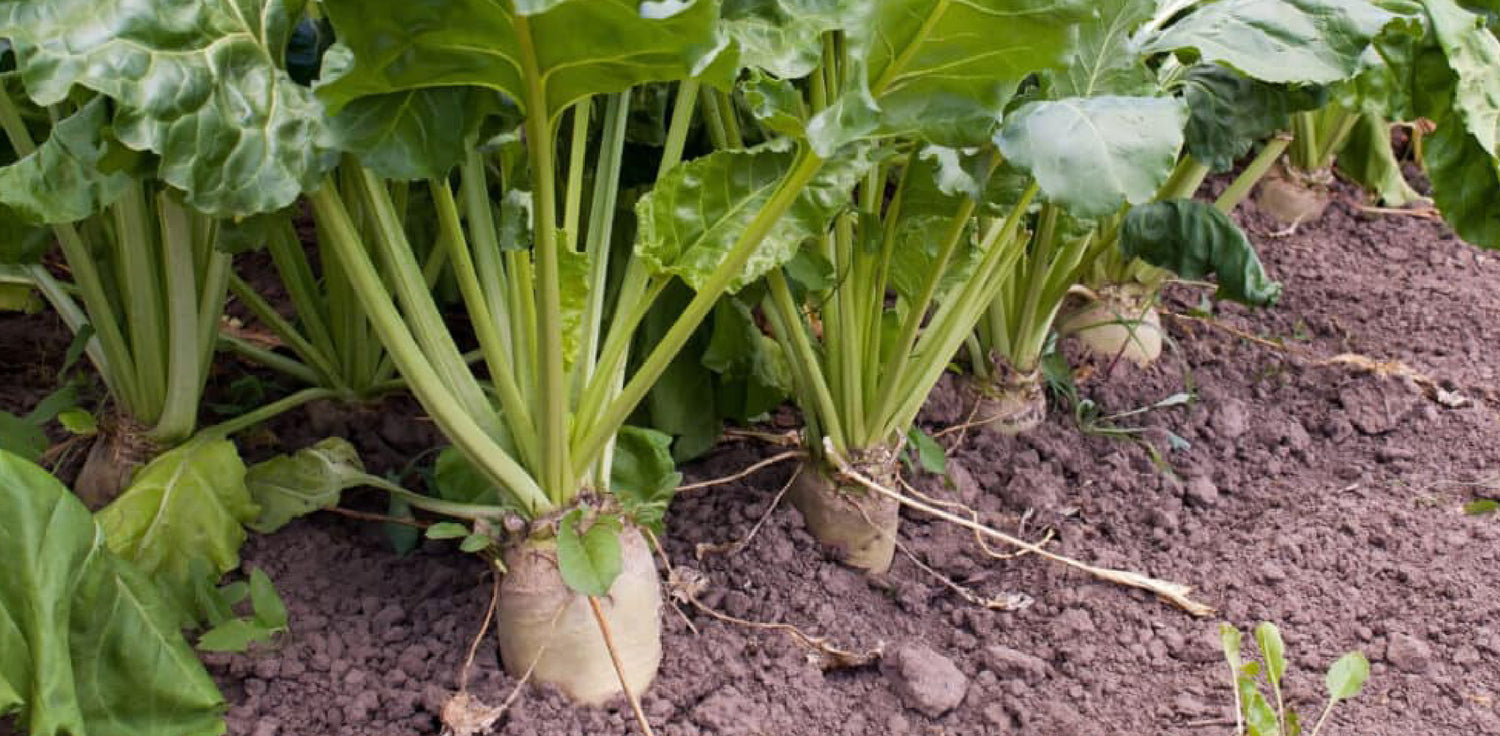 Sugar beet plant - A photo of sugar beet plants in a field. The image shows rows of green sugar beet plants with large, dark green leaves and thick, fleshy roots. The plants are at various stages of growth, with some plants smaller and younger, and others larger and more mature.