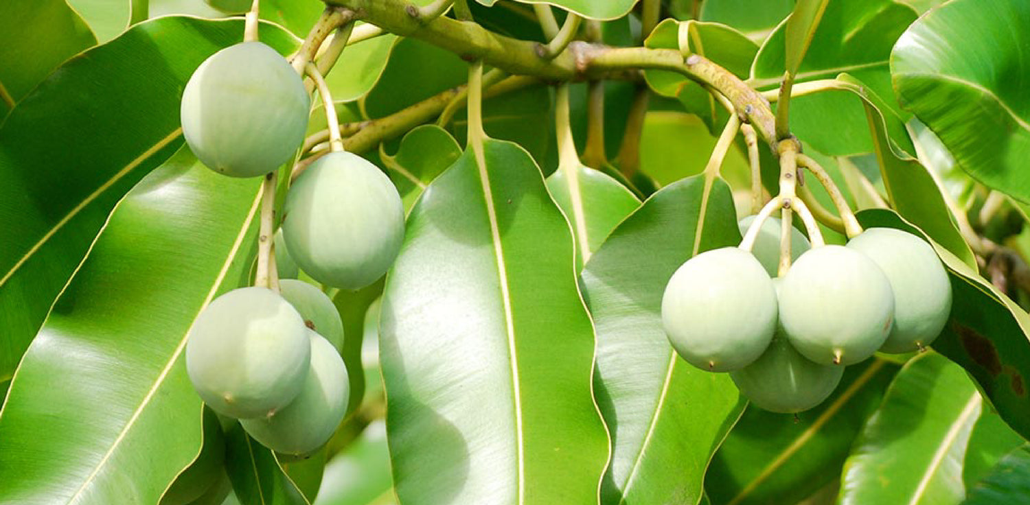 Tamanu Clay - A photo of a jar of Tamanu Clay, a powder made from the ground nuts of the Tamanu tree found in Polynesia, Southeast Asia, and Africa. Tamanu Clay is a light brown color and has a fine texture. It is often mixed with Kaolin clay and is used in skincare products for its moisturizing and soothing properties. The Tamanu tree's nuts are dried in the sun, then cold-pressed to extract the oil, and the remaining nut pulp is ground into a fine powder to create Tamanu Clay.