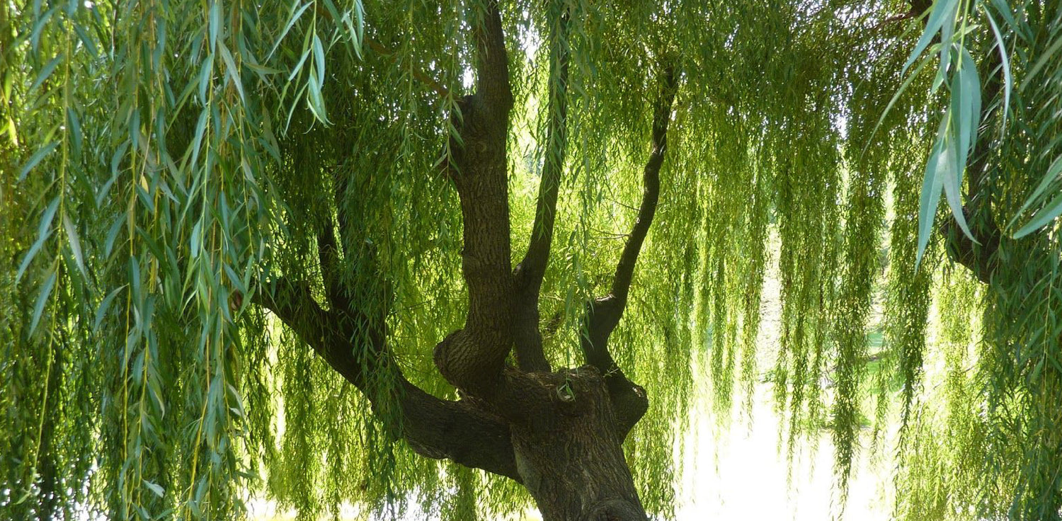 Willow tree - A photo of a willow tree, a deciduous tree known for its graceful, drooping branches and slender leaves. The willow tree may appear tall and slender, with a relatively straight trunk that often has a rough or textured bark. The leaves are typically elongated and lance-shaped, with serrated edges, and may have a glossy green color. Some species of willow trees may have catkins, which are cylindrical clusters of flowers, hanging from the branches in spring.