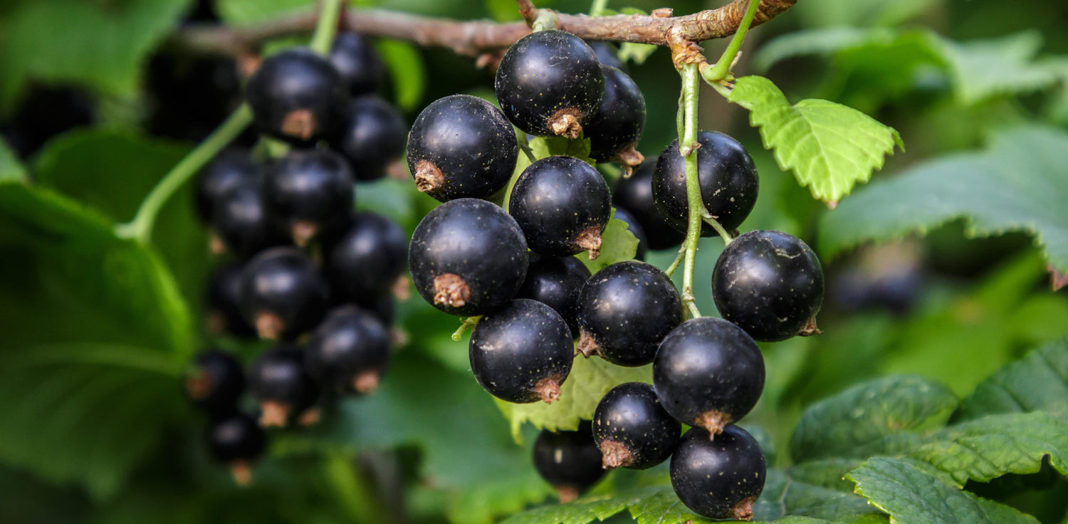 Blackcurrant plant - A photo of a deciduous shrub with multiple stems, typically reaching a height of 3-5 feet. The plant features dark green, lobed leaves and produces clusters of small, tubular flowers that are usually purple or reddish in color. The flowers are followed by small, round berries that are black or dark purple when ripe