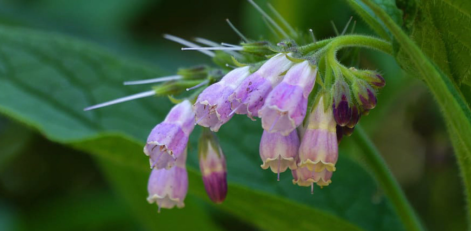 Comfrey - A photo of Comfrey, a perennial herb known for its medicinal properties, growing in a garden. The photo shows a clump of dark green, large, and hairy leaves with a few purple flowers emerging from the center. The plant is tall and erect, and the leaves are arranged in a rosette pattern at the base. The stem is thick and hairy, and the plant is surrounded by other foliage plants in the background.