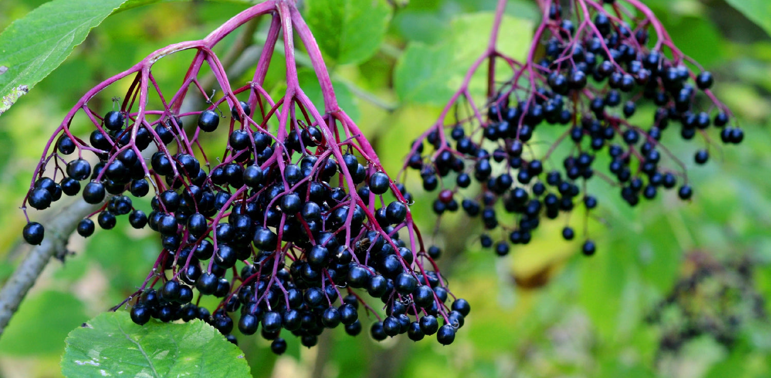 Elderberry - A photo of the elderberry (Sambucus spp.). The elderberry is the fruit of the elder tree, which is a deciduous shrub or small tree that typically reaches a height of 5-10 meters. The elderberry is a small, dark purple to blackish fruit that grows in clusters on the elder tree. It has a juicy pulp and is typically used for culinary purposes, such as in jams, jellies, pies, and teas.