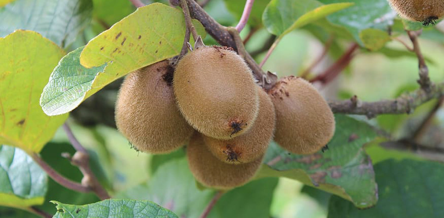 Kiwi Tree - The photo shows a mature kiwi tree with a twisted trunk and several woody stems extending from the base. The tree has large, heart-shaped leaves that are dark green and slightly hairy. The close-up of kiwi fruits shows small, oval-shaped fruits with a fuzzy brown exterior and bright green flesh inside, dotted with small black seeds.